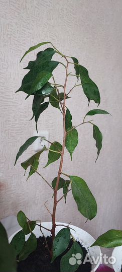 Фикус бенджамина
