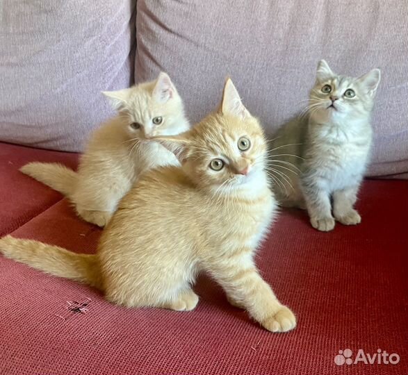 Британские котята