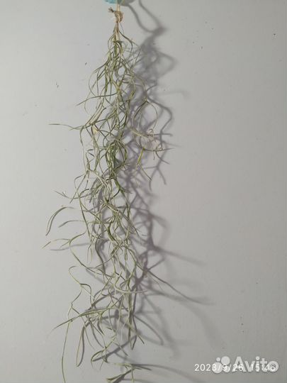 Тилландсия