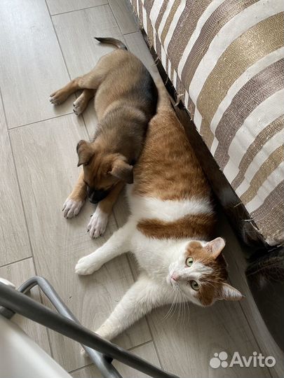 Щенок в дар