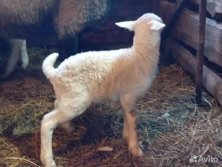 Овечки на племя - ярочки молочники