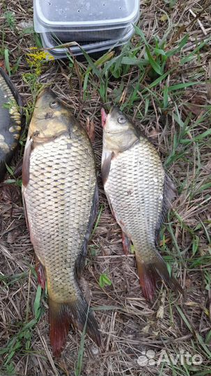 Рыбалка и отдых