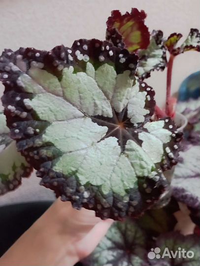 Бегония декоративно лиственная