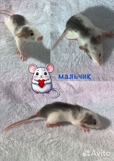 Крысята агути дамбо