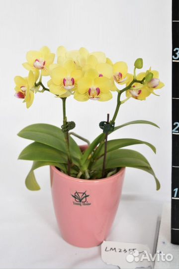 Орхидея фаленопсис мультифлора Golden Yellow