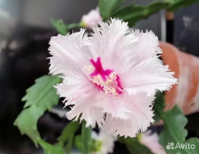 Шлюмбергера