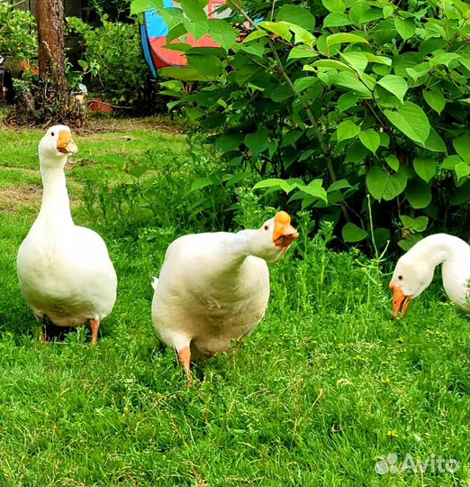 Яйца куриные, гусиные