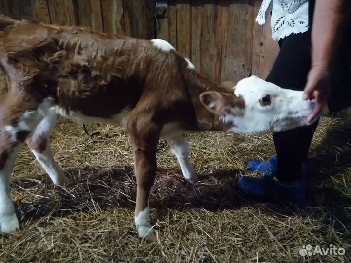 Продам тёлку