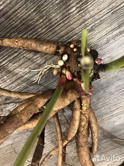 Пионы саженцы