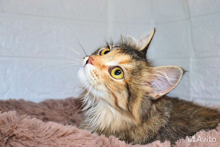 Трехцветки софа ищет дом