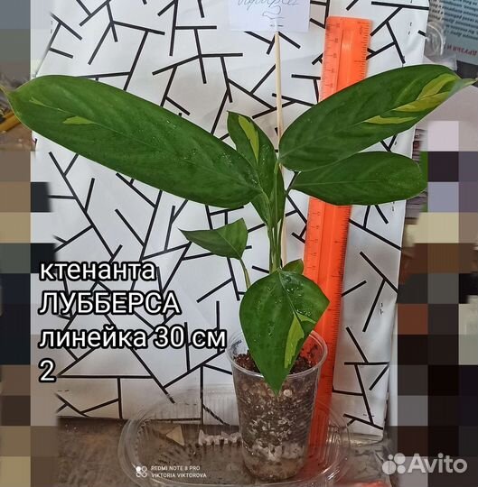 Ктенанта Лубберса