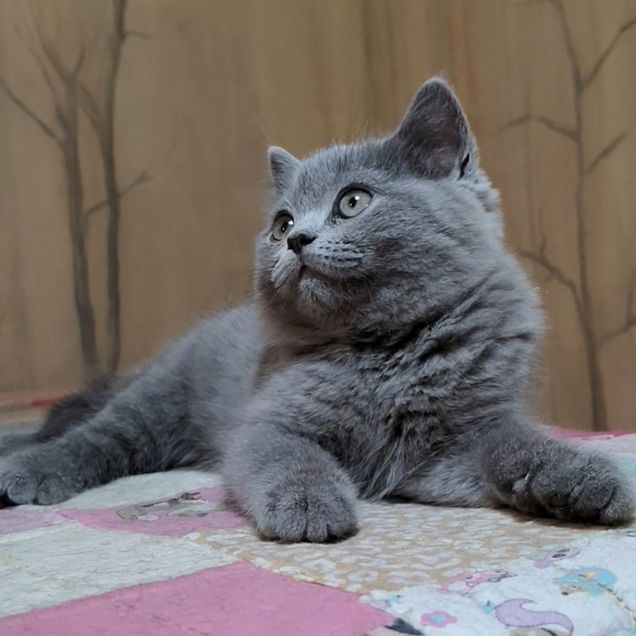 Шотландский прямоухий короткошёрстный котёнок
