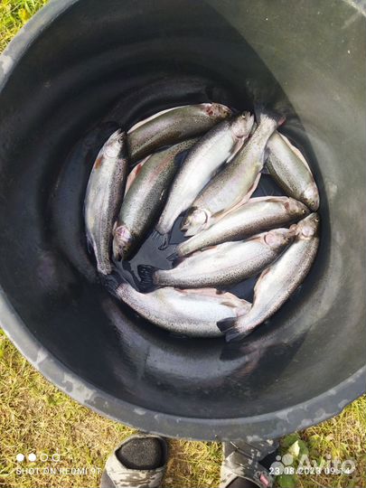 Живая рыба форель