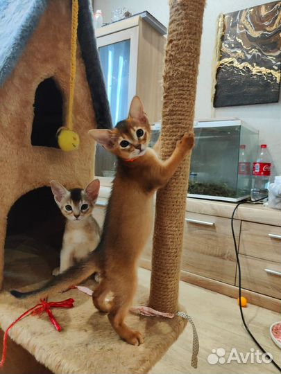 Абиссинские котята редких окрасов