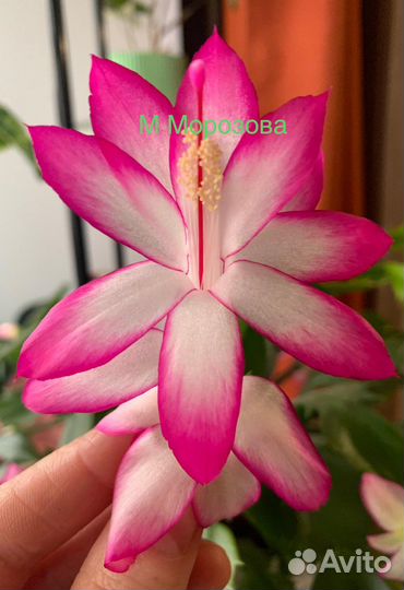 Шлюмбергера