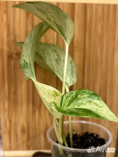 Эпипремнум марбл квин