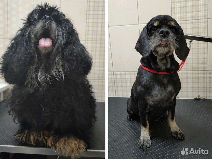 Грумер на дом / груминг / грумер /стрижка собак