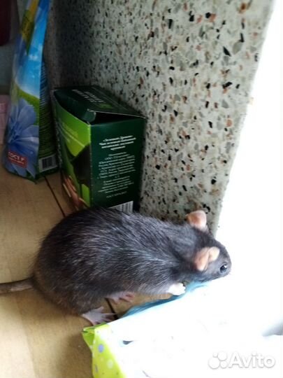 Передержка мелких и средних животных, выгул собак