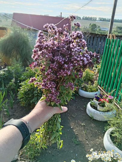 Трава душица