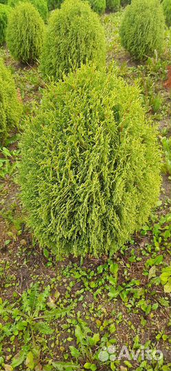 Туя шаровидная Хозери, в наличии, доставка