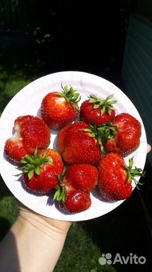 Клубника рассада