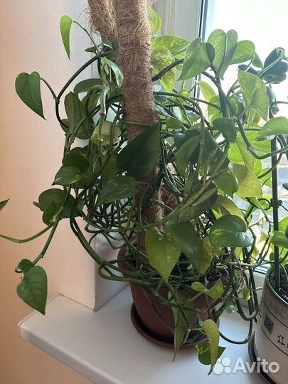 Эпипремнум золотистый/сциндапиус/лиана