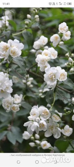 Инжир синий