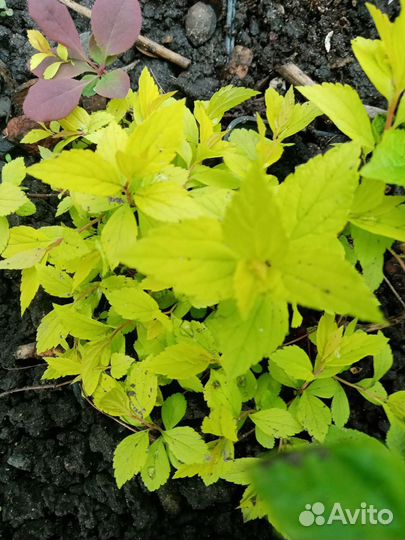 Жимолость., спирея золотистая