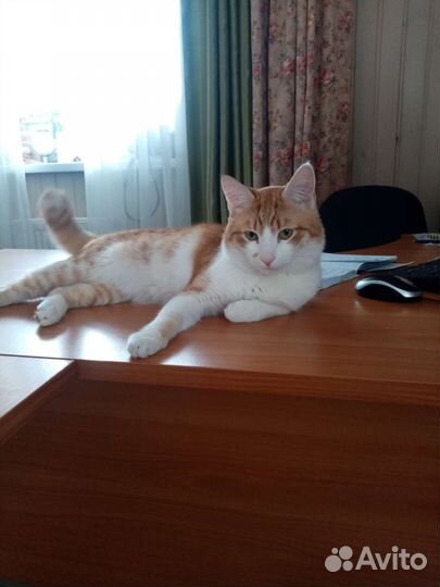 Потерялся кот