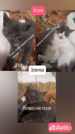 Котята отдам бесплатно