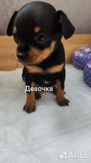 Мини той-терьер щенки