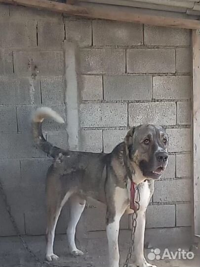 Вязка алабай