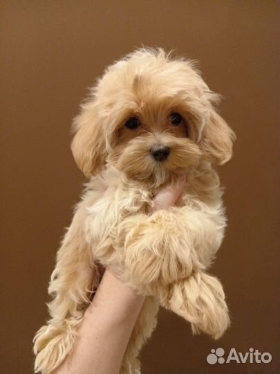 Девочка Мальтипу ф1 мини