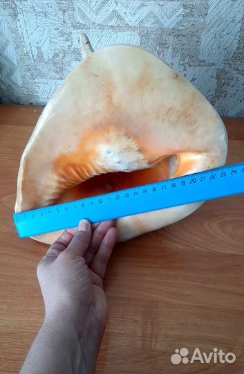 Ракушка большая длина 23 см, высота 20 см