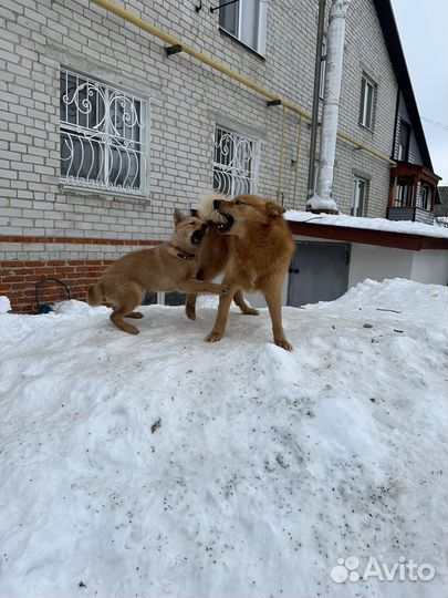 Продается щенок карело-финской лайки