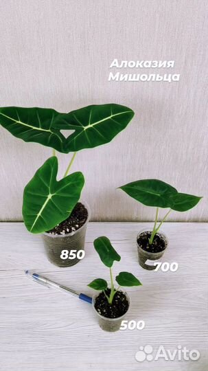 Алоказии разные