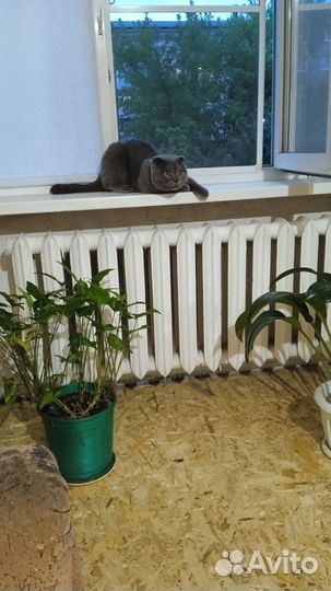 Отдам бесплатно