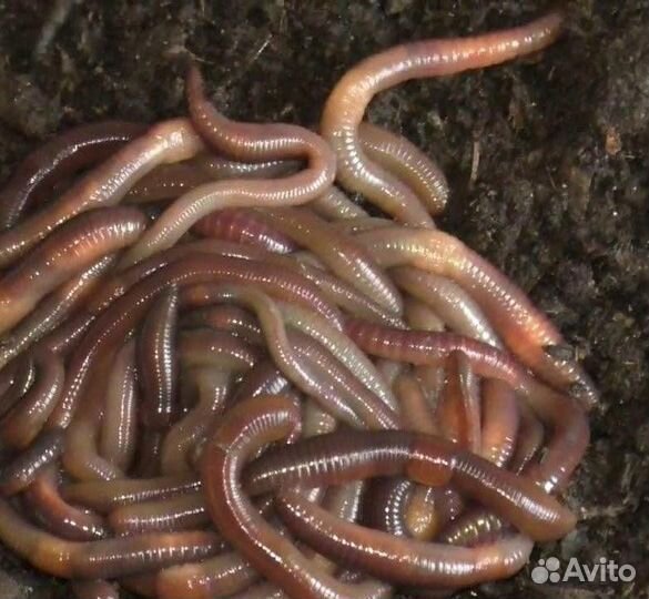 Черви выползки г Оса