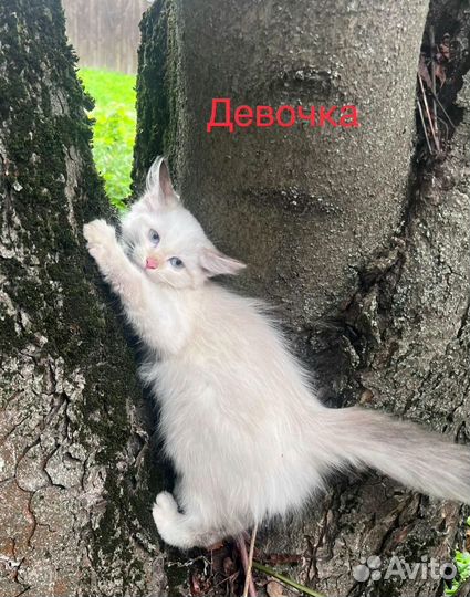 Котята мальчики и девочки