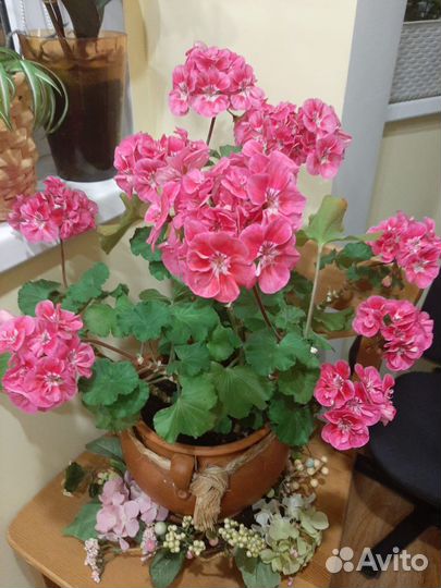 Герань,пеларгония розовая,коралловая