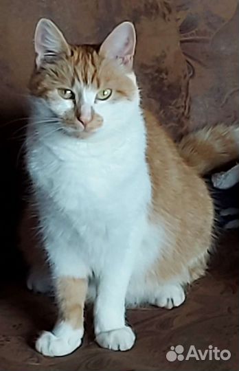 Рыжуня Муся