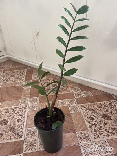 Замиокулькас