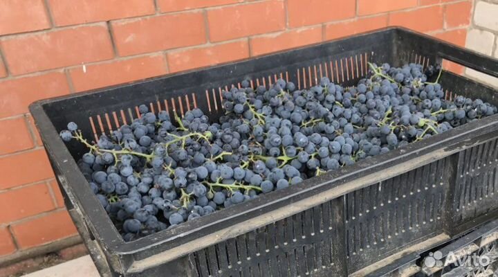 Винный виноград изабелла