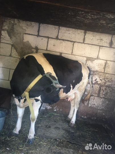 Корова и тёлка