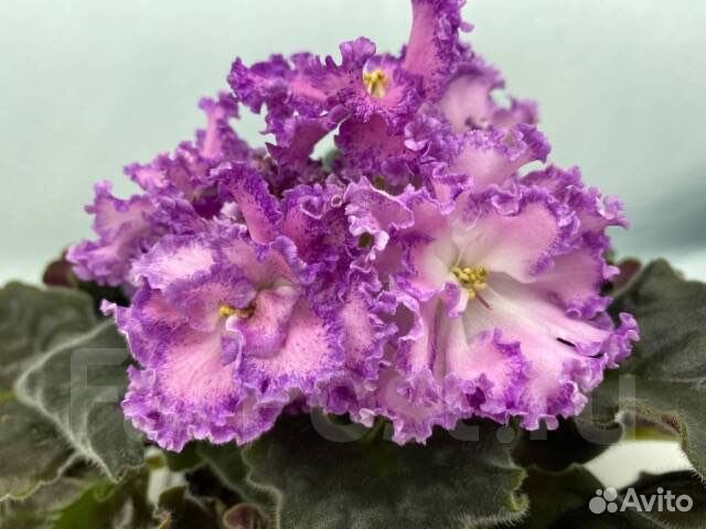 Детки сортовых фиалок