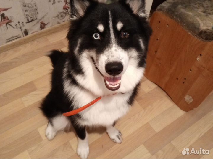 Сибирский хаски