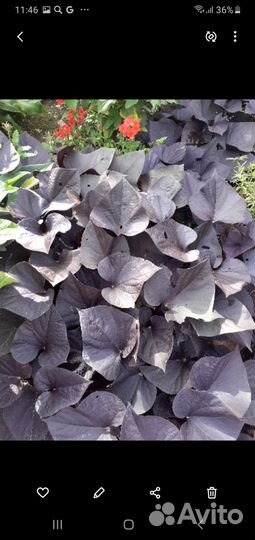 Ипомея батат и Колеусы