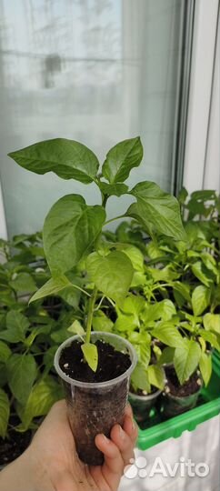 Перец фьюджи партнёр