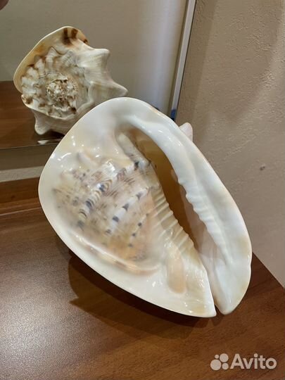 Ракушка морская большая