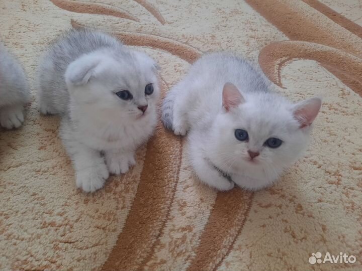 Шотландские котята